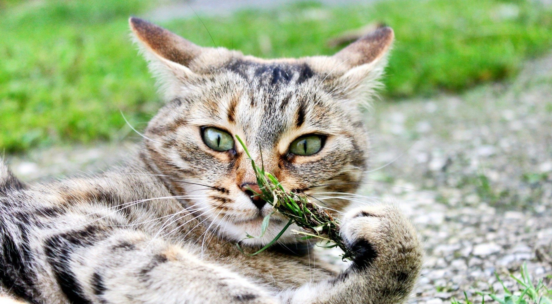 HD PC desktop wallpaper background: resting tabby cat lying on gravel, holding a blade of grass and gazing with green eyes.