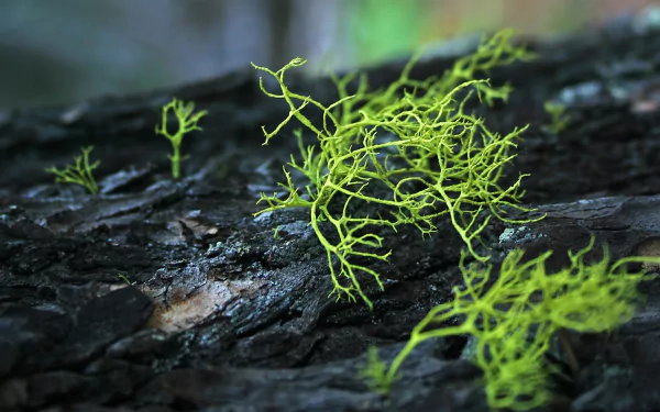 nature moss HD Desktop Wallpaper | Background Image