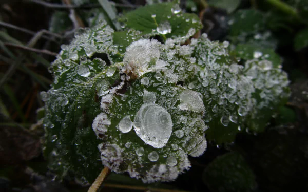 nature ice HD Desktop Wallpaper | Background Image