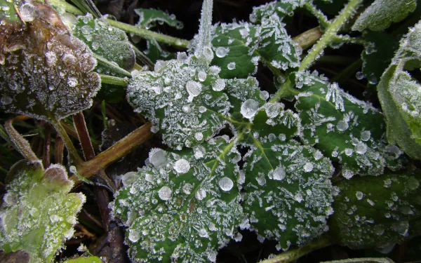 nature ice HD Desktop Wallpaper | Background Image