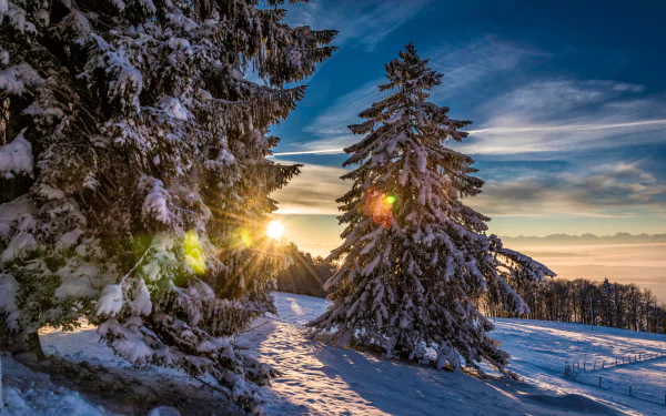 sunshine nature winter HD Desktop Wallpaper | Background Image