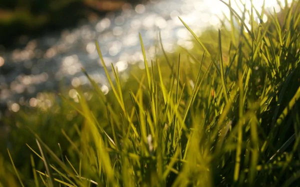 nature grass HD Desktop Wallpaper | Background Image