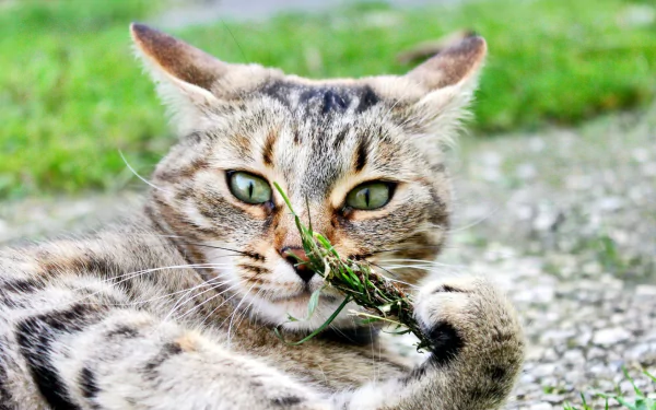 HD PC desktop wallpaper background: resting tabby cat lying on gravel, holding a blade of grass and gazing with green eyes.
