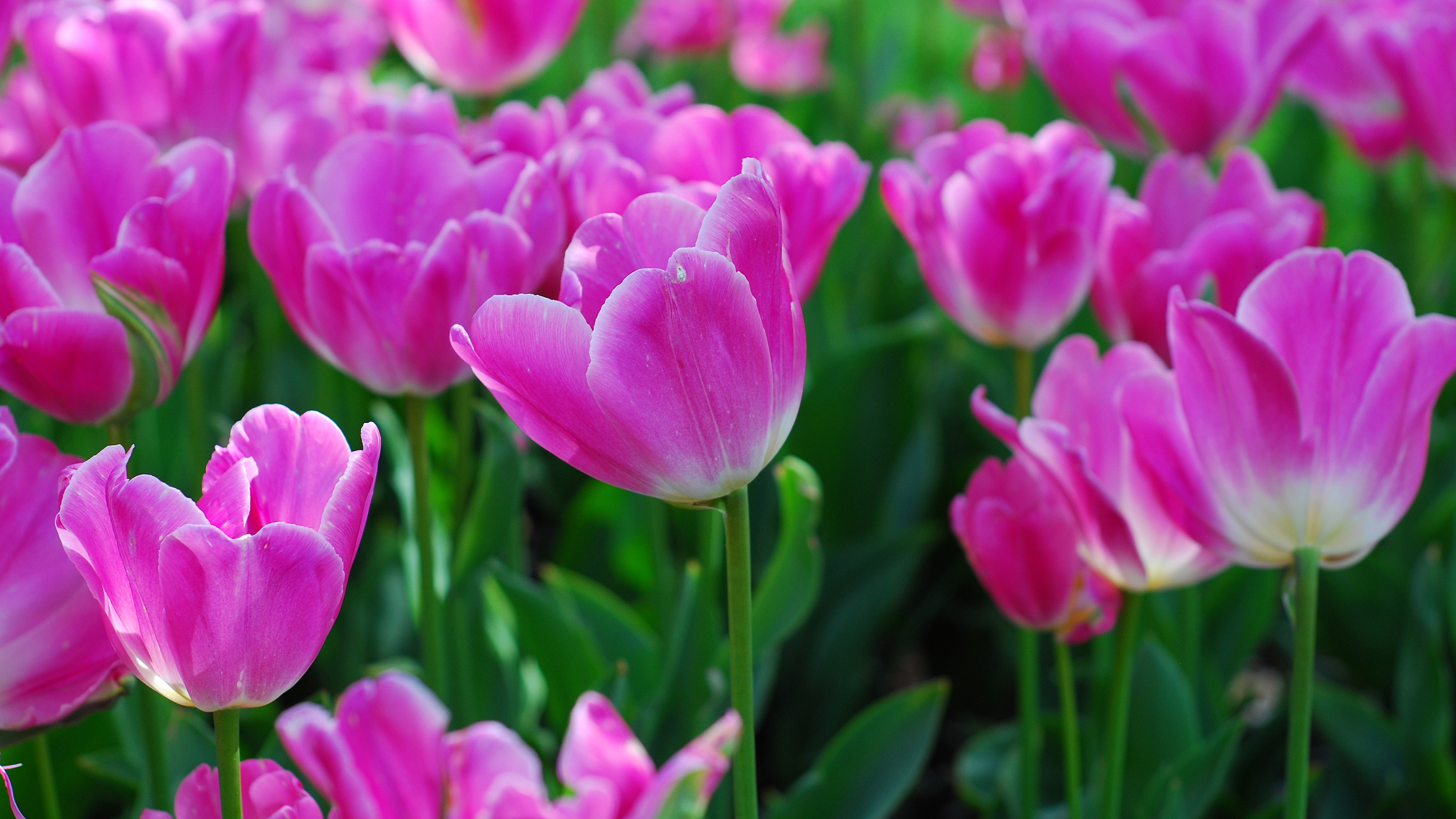 Earth Tulip HD Wallpaper | Background Image