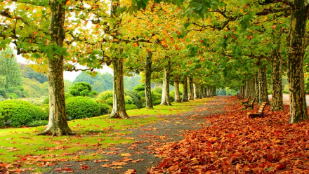 A picturesque park scene in autumn, featuring a long pathway lined with trees shedding colorful leaves, and several benches along the side. The vibrant colors and serenity make it an ideal HD desktop wallpaper.