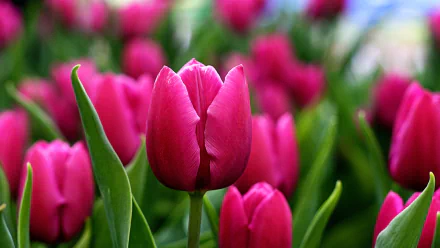 Close-up of vibrant pink tulips surrounded by lush green leaves, captured in stunning detail. This image serves as a beautiful nature-themed 4K Ultra HD desktop wallpaper.