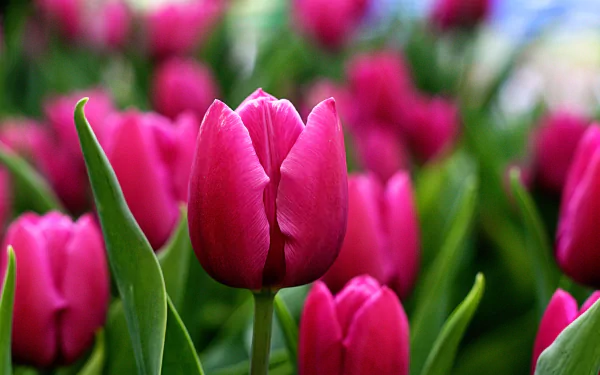 Close-up of vibrant pink tulips surrounded by lush green leaves, captured in stunning detail. This image serves as a beautiful nature-themed 4K Ultra HD desktop wallpaper.
