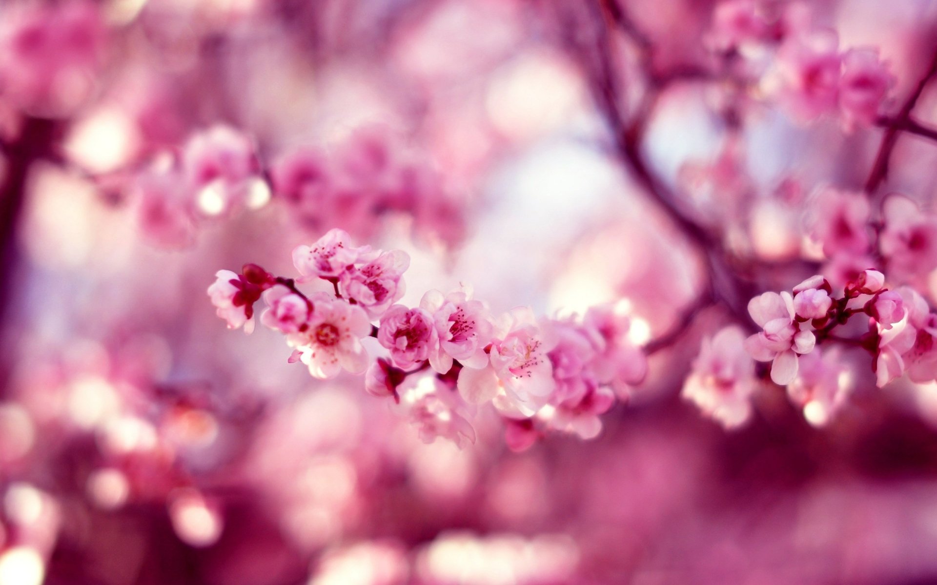 Nature Blossom HD Wallpaper