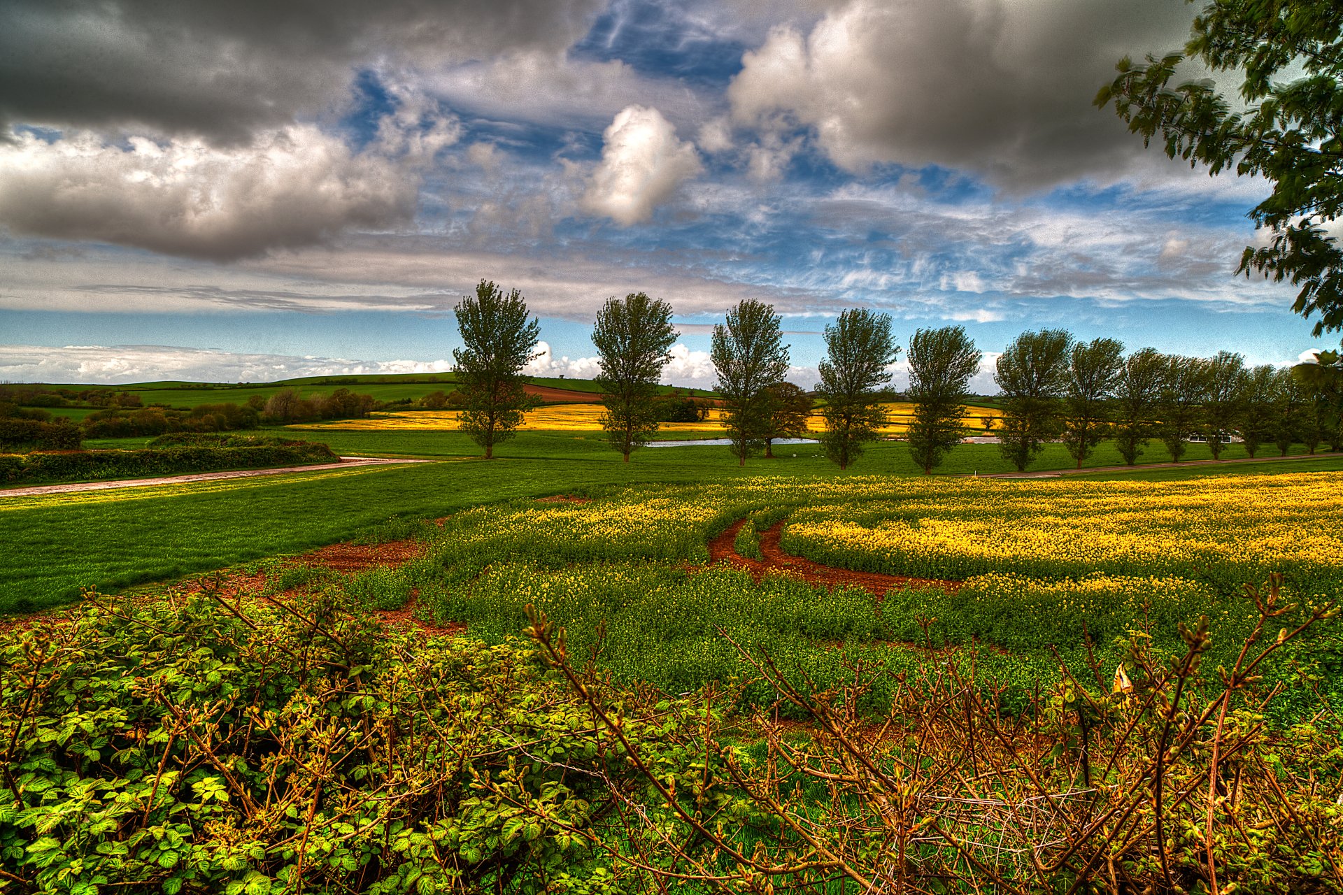 Vibrant nature landscape of rolling green fields and yellow wildflowers with a row of trees beneath dramatic clouds — 4K Ultra HD PC desktop wallpaper and background.