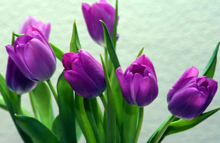 nature tulip HD Desktop Wallpaper | Background Image