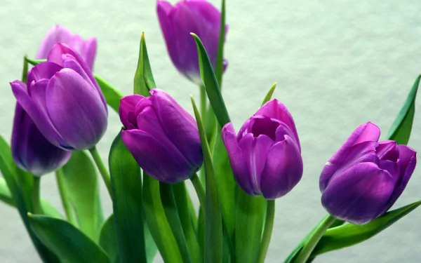 HD PC desktop wallpaper featuring vibrant purple tulips with green stems against a soft, light background showcasing natural beauty.
