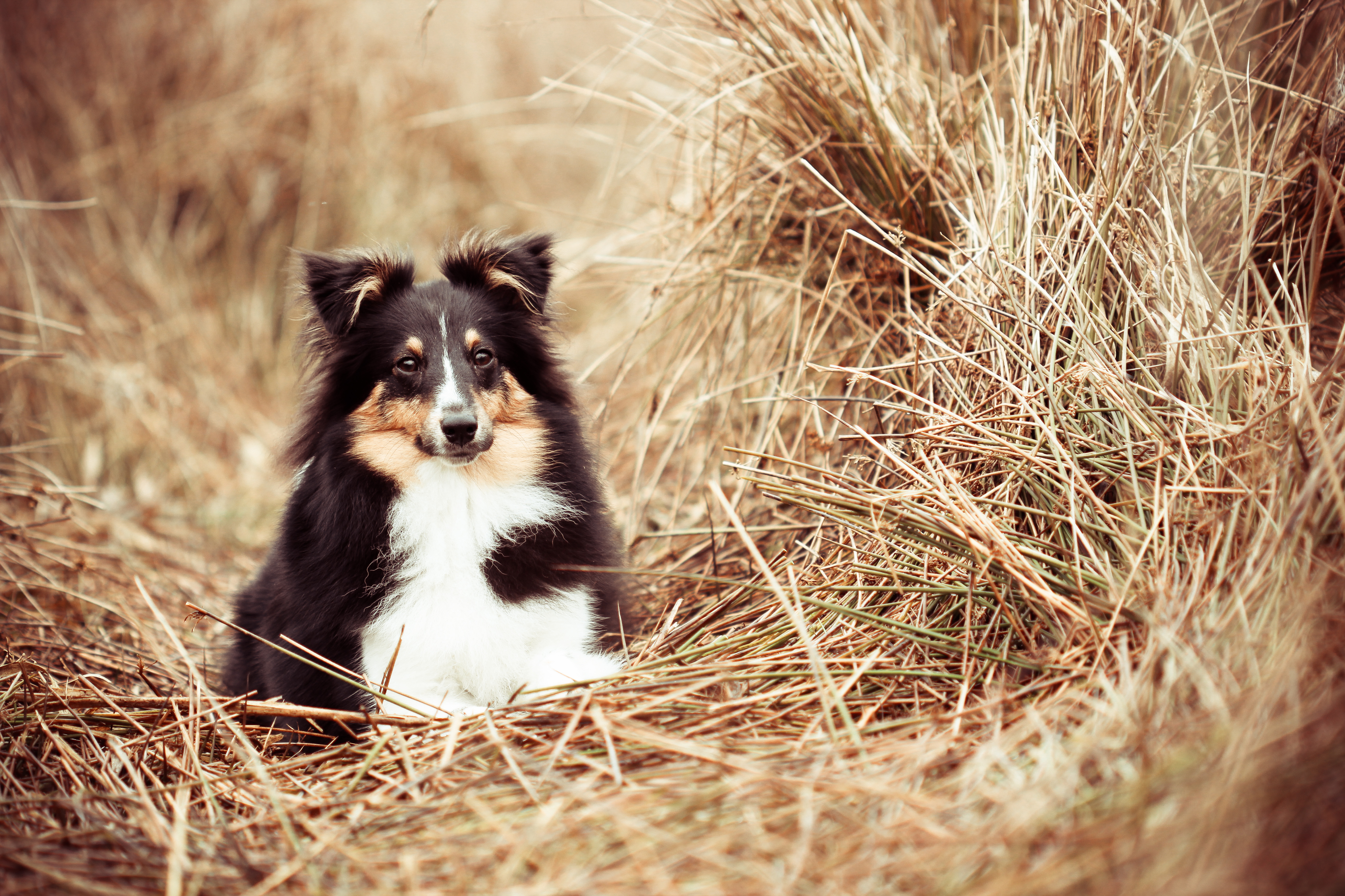 Animal Rough Collie HD Wallpaper | Background Image
