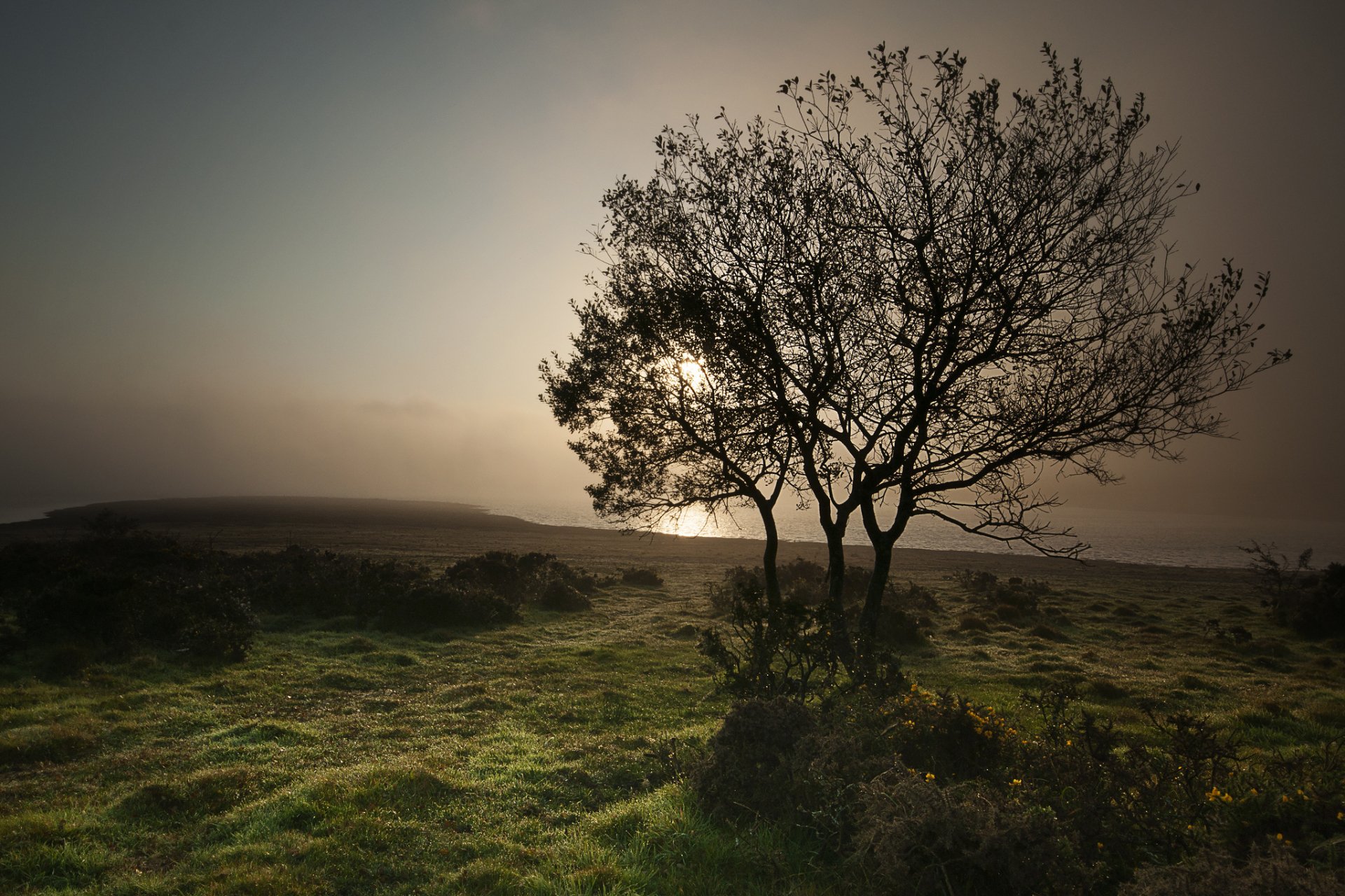 Download Nature Tree HD Wallpaper | 2048x1365 | Wallpaper Abyss