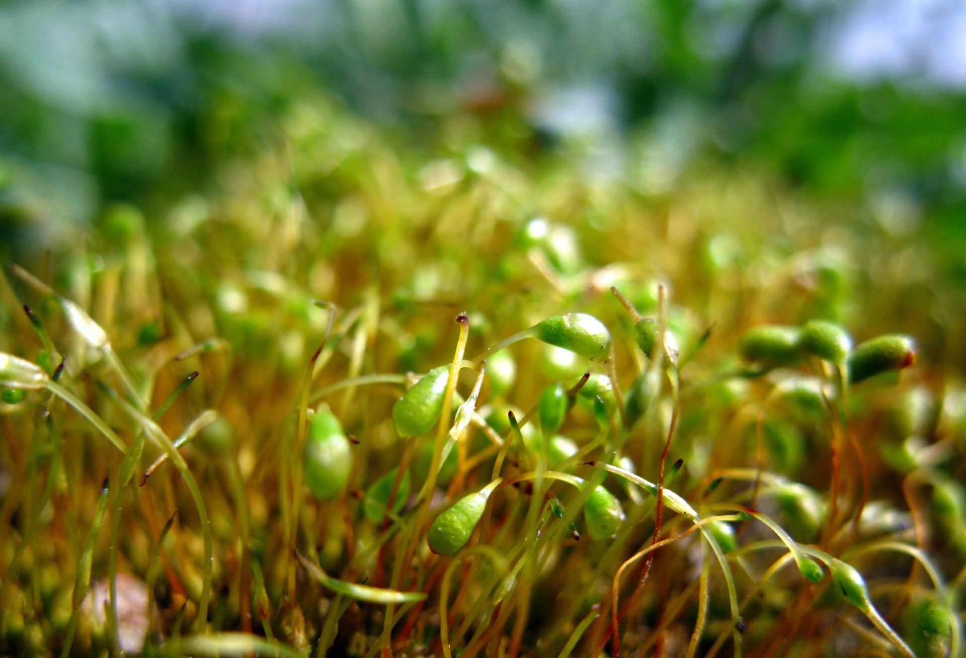 Download Nature Moss HD Wallpaper