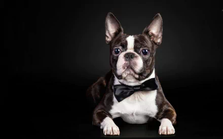 A stylish Boston Terrier wearing a bow tie poses elegantly against a dark background, making this HD image a charming desktop wallpaper.