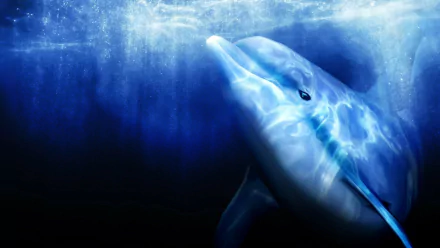 video game Ecco The Dolphin HD Desktop Wallpaper | Background Image
