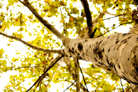 nature tree HD Desktop Wallpaper | Background Image