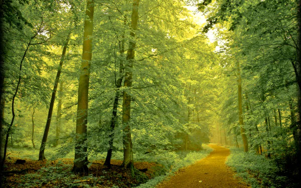 nature path HD Desktop Wallpaper | Background Image