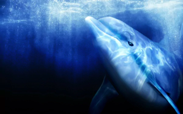 video game Ecco The Dolphin HD Desktop Wallpaper | Background Image