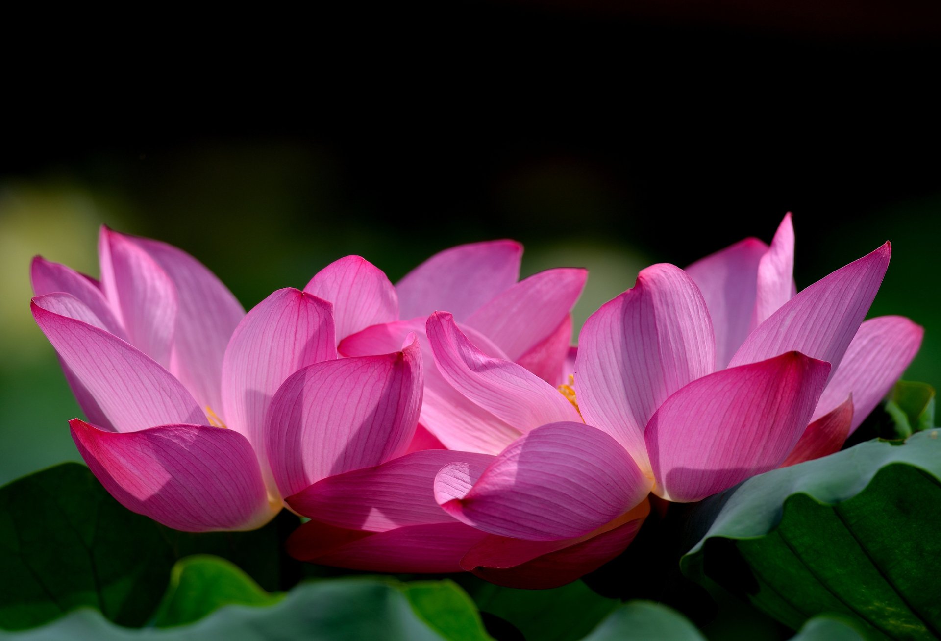 HD PC desktop wallpaper and background: close-up of a vibrant pink lotus in nature, layered petals and green leaves against a deep, blurred backdrop.