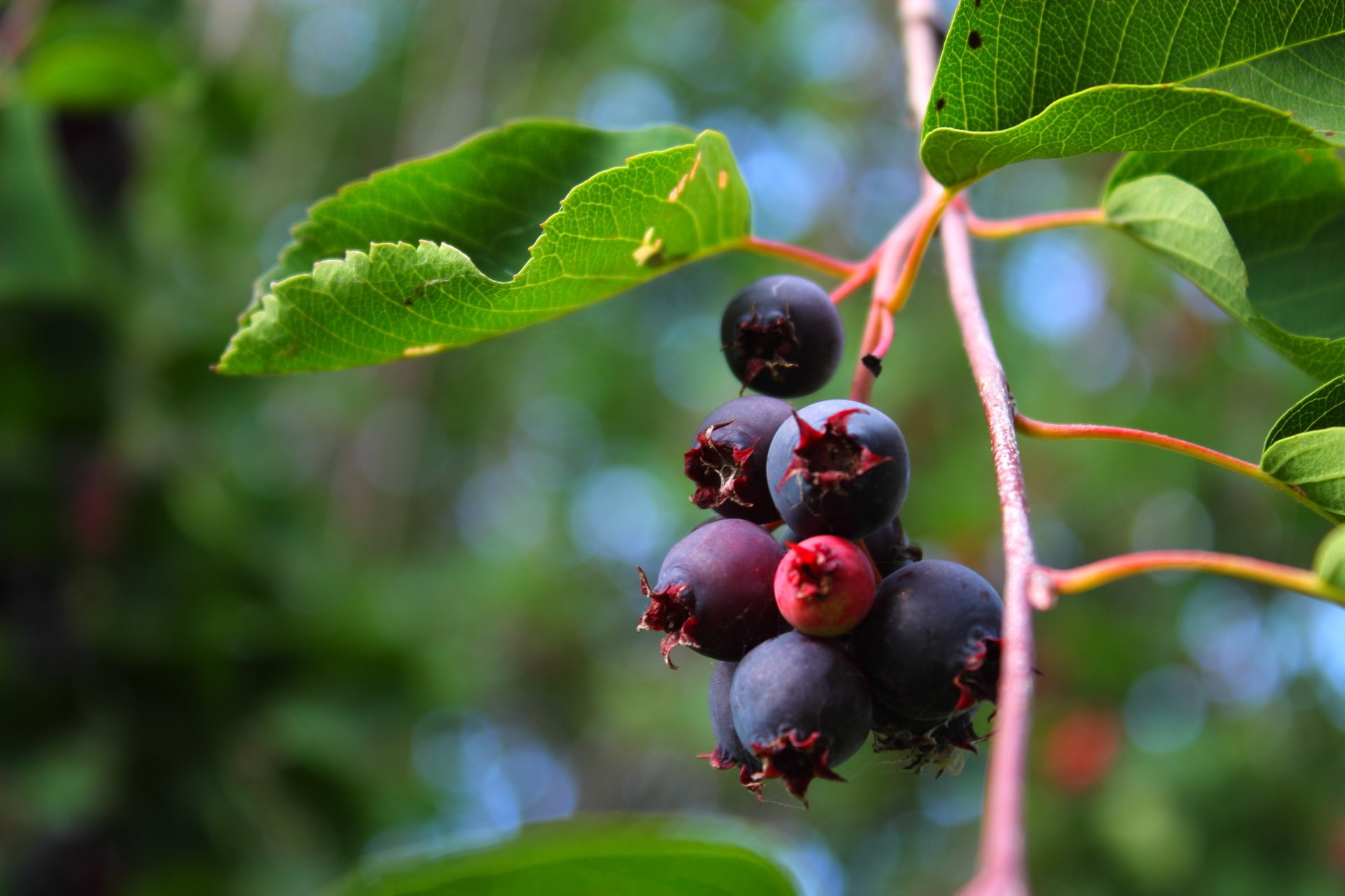 Download Food Berry 4k Ultra HD Wallpaper
