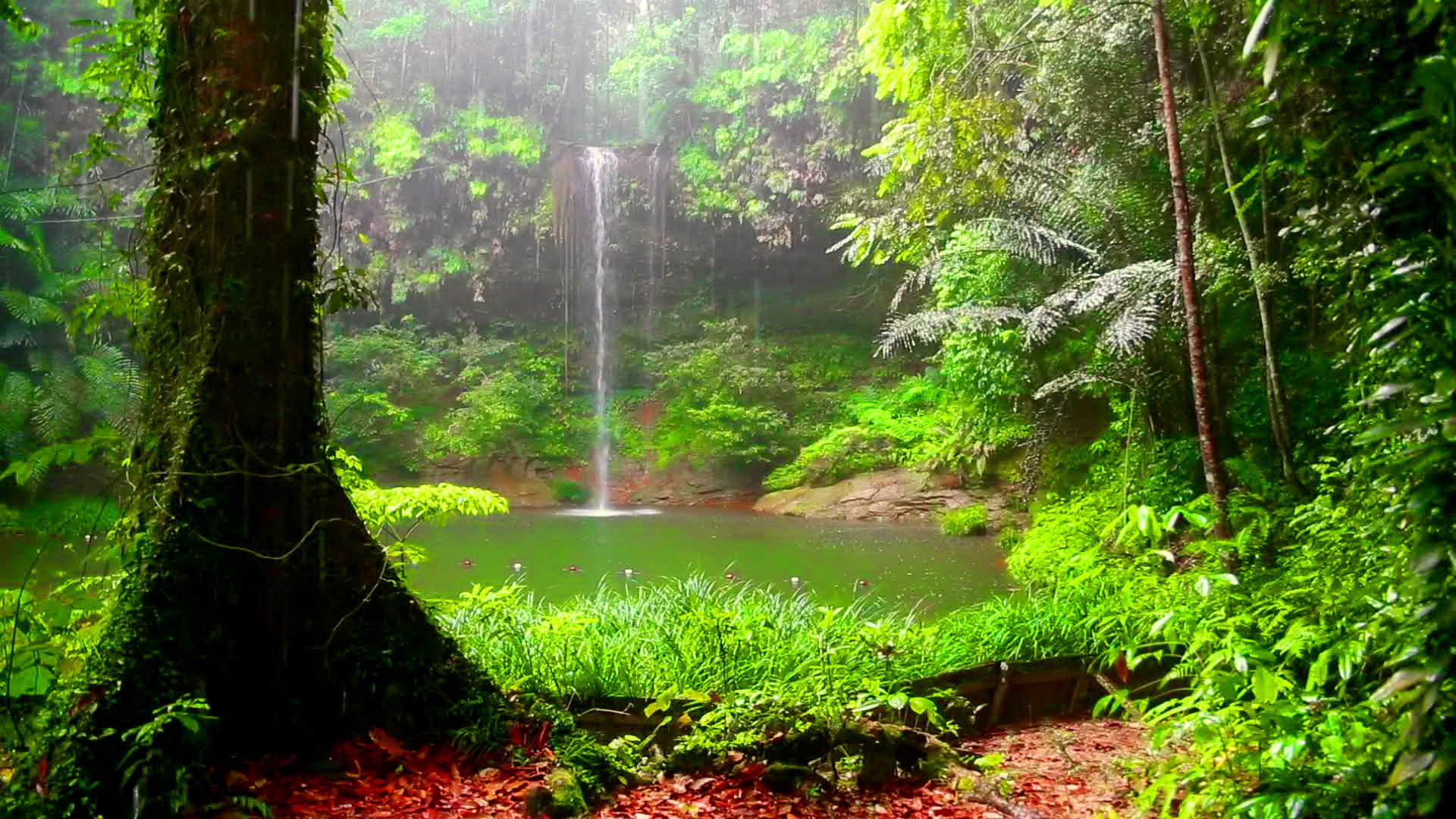 Живой звук леса. Тропический дождь. Дождь в тропическом лесу. Дождевые леса. Водопад в тропическом лесу.