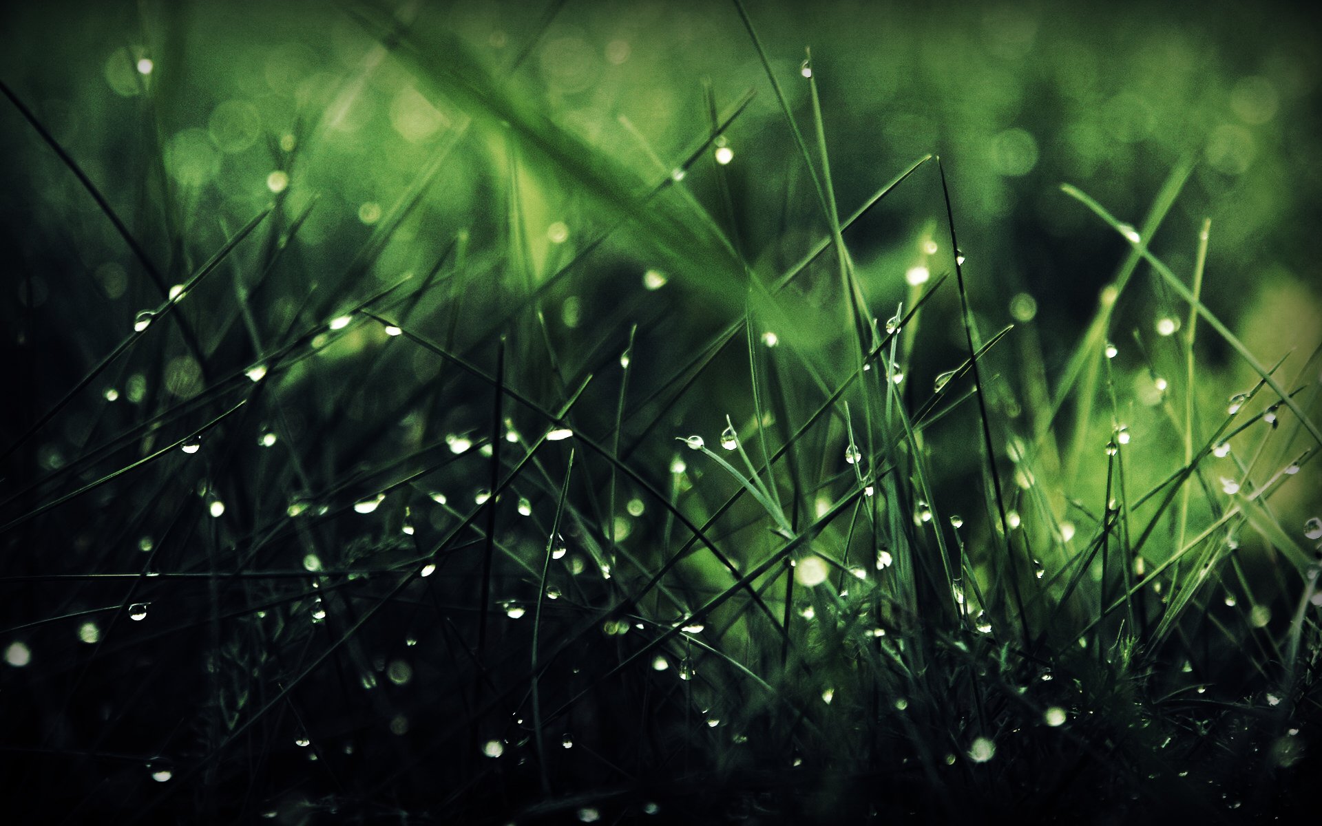 Download Nature Grass HD Wallpaper