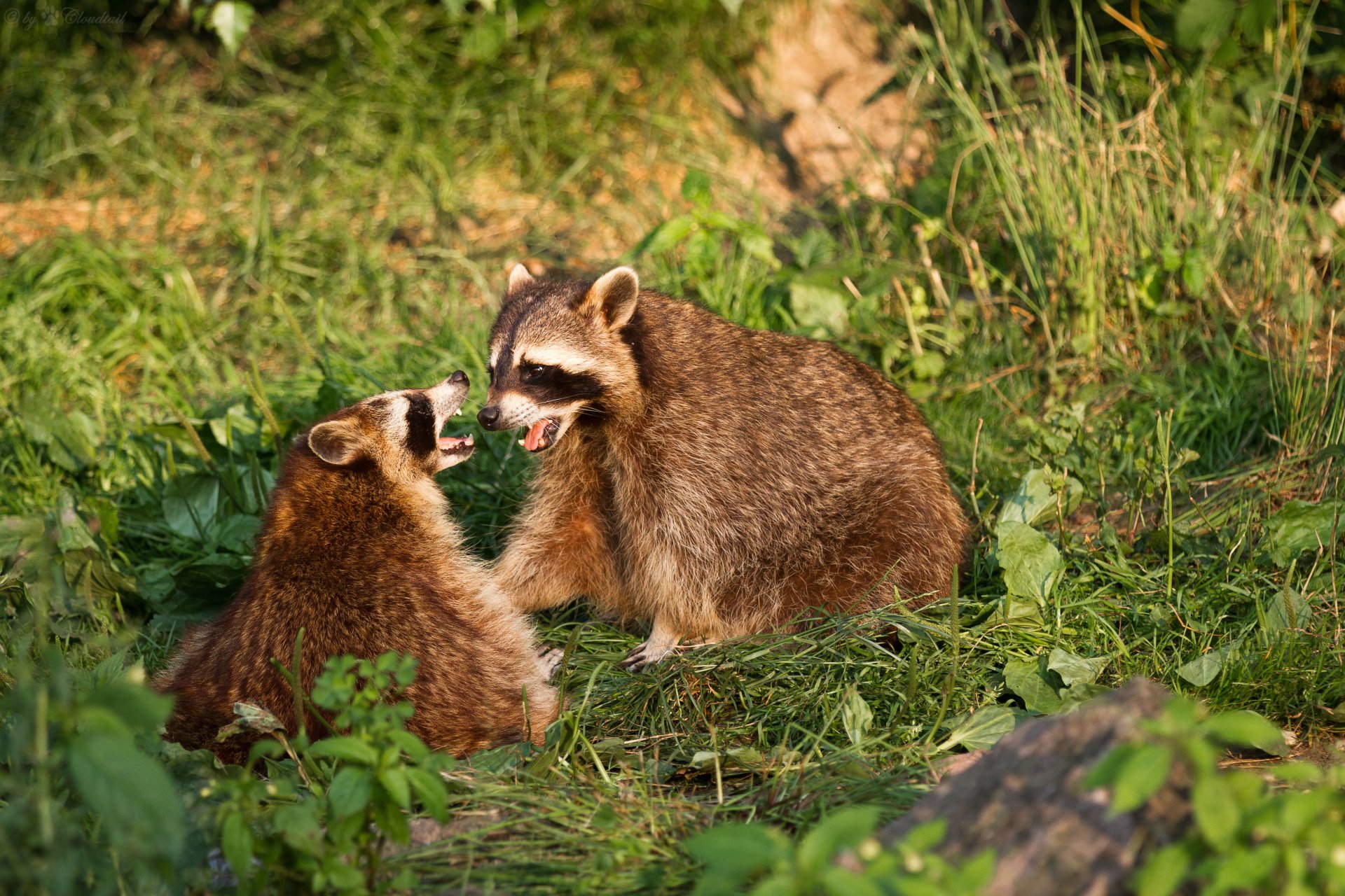 Download Animal Raccoon 4k Ultra HD Wallpaper | 4365x2910 | Wallpaper Abyss