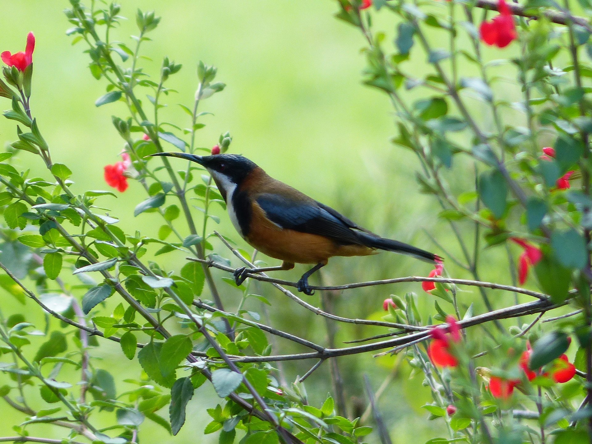 Download Animal Eastern Spinebill HD Wallpaper by teressa92