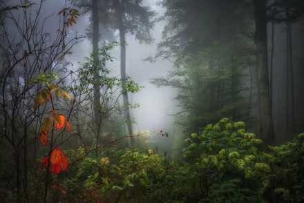 HD PC desktop wallpaper featuring a foggy forest scene with tall trees and vibrant foliage enveloped in misty nature.