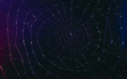 photography spider web HD Desktop Wallpaper | Background Image