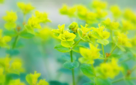nature plant HD Desktop Wallpaper | Background Image