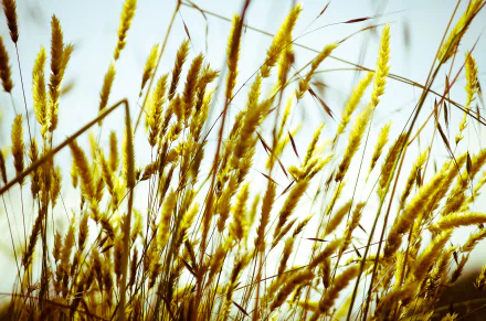 summer field macro nature wheat HD Desktop Wallpaper | Background Image