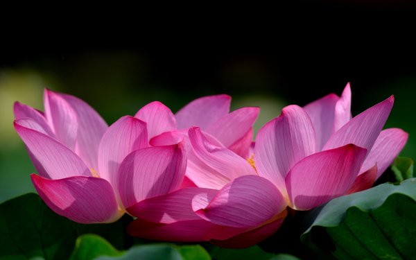 Nature Lotus Flowers HD Wallpaper | Background Image