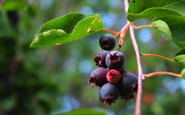 food berry HD Desktop Wallpaper | Background Image