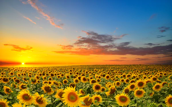A vibrant field of sunflowers stretches towards a stunning sunset, with rich colors illuminating the sky. This 4K Ultra HD image serves as a captivating desktop wallpaper and background.