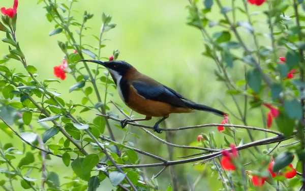 Animal Eastern Spinebill HD Desktop Wallpaper | Background Image