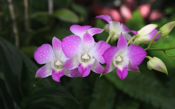 Nature Orchid Flowers HD Wallpaper | Background Image