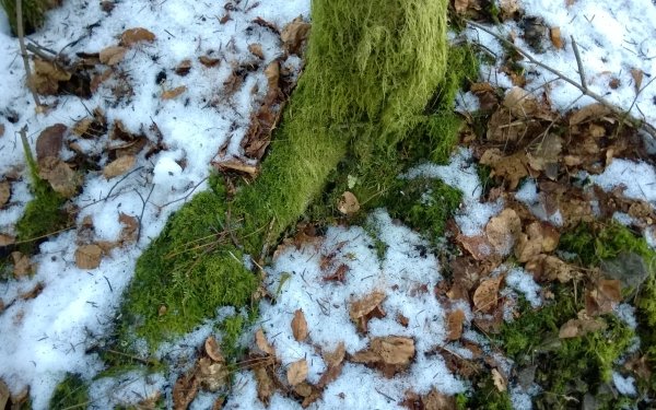 Earth Moss Snow HD Wallpaper | Background Image
