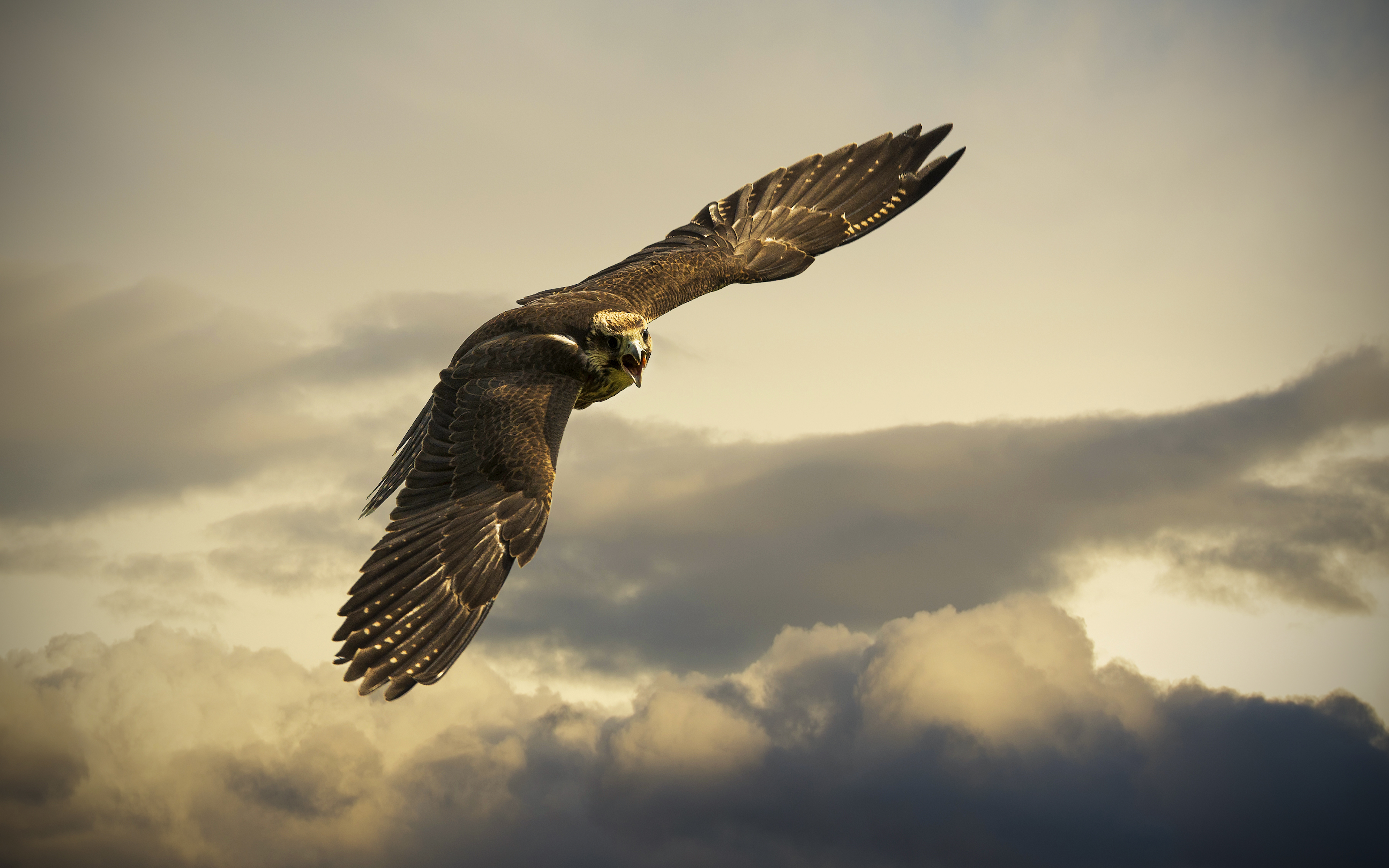 Animal Golden Eagle HD Wallpaper | Background Image