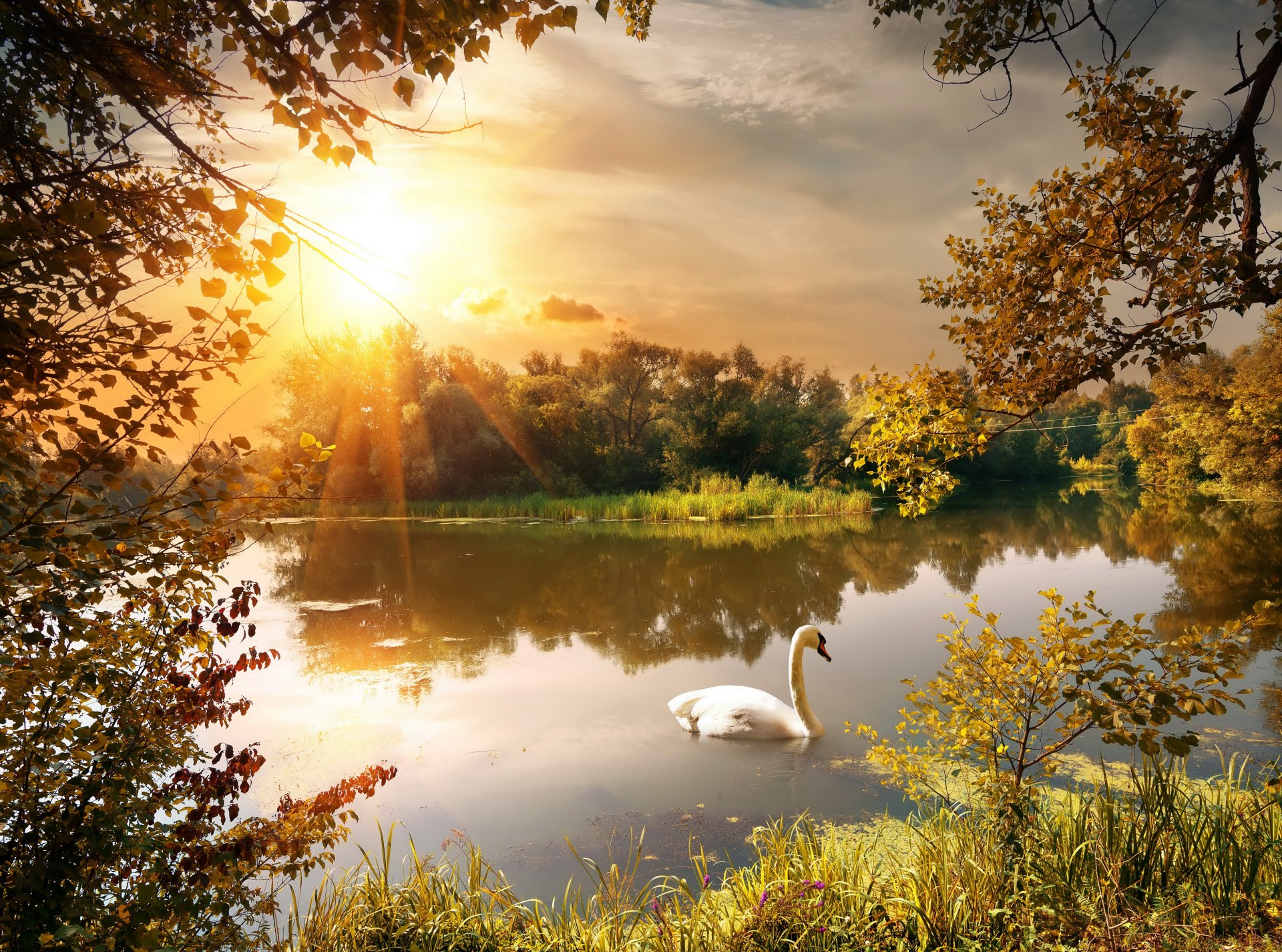 Sunshine illuminates a serene pond where a mute swan glides gracefully, surrounded by autumn foliage in this HD desktop wallpaper.