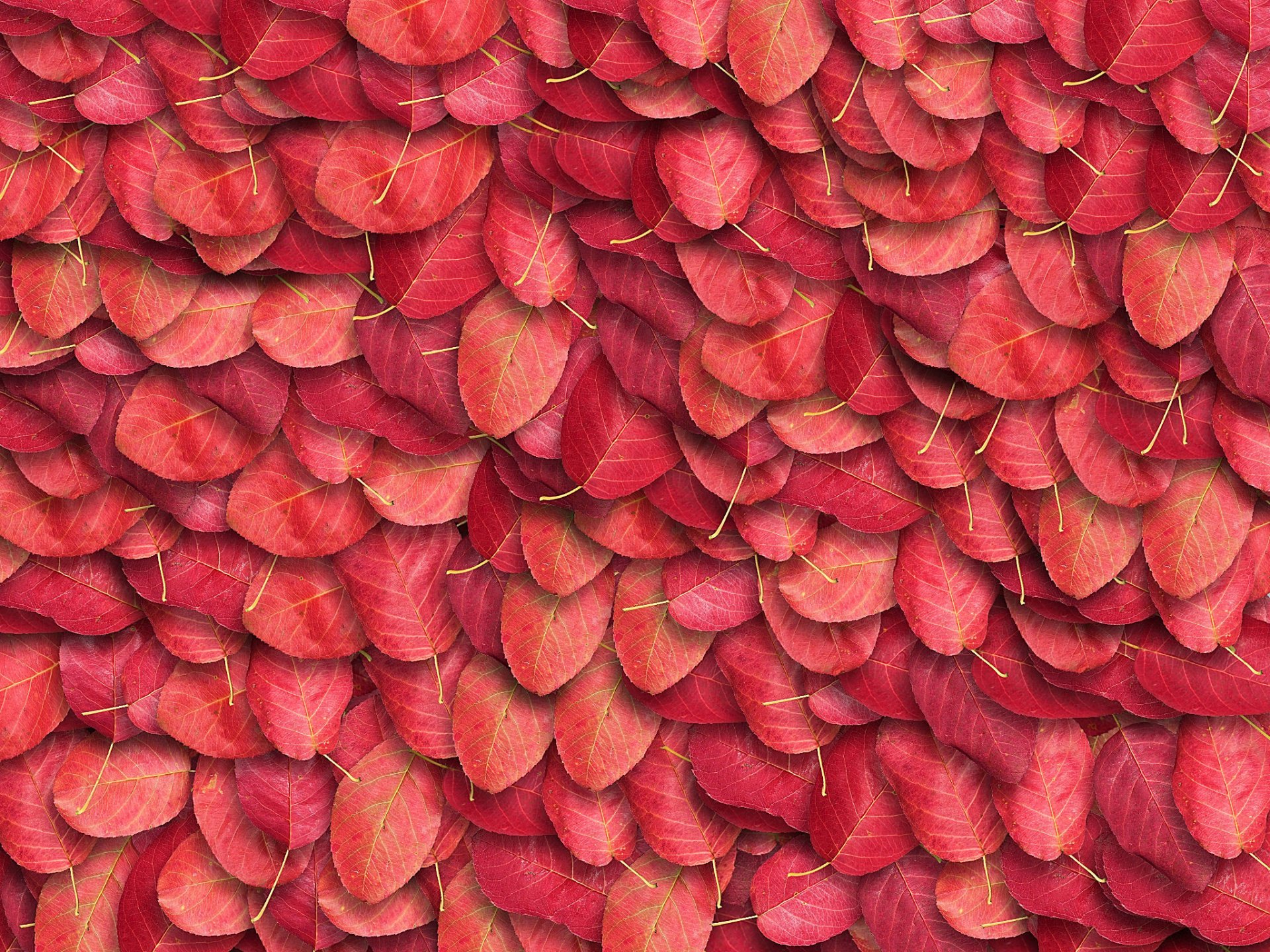 Download Nature Leaf HD Wallpaper