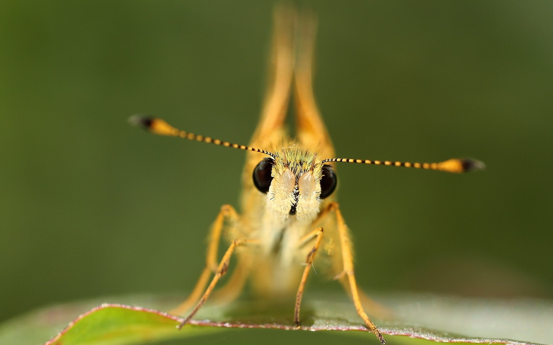 Download Animal Butterfly HD Wallpaper