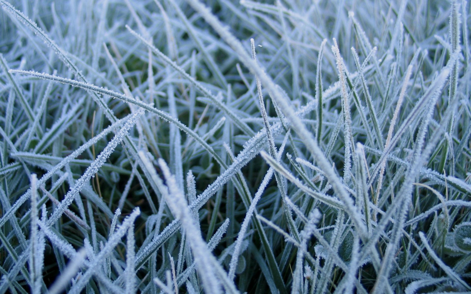 Download Frozen Nature Grass HD Wallpaper