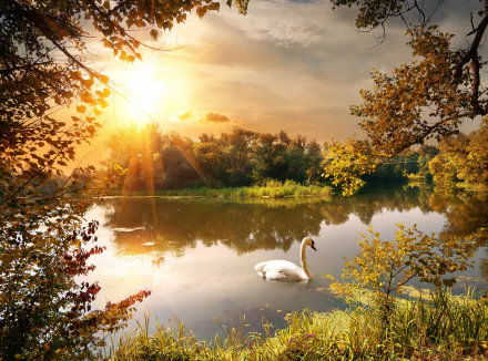 Sunshine illuminates a serene pond where a mute swan glides gracefully, surrounded by autumn foliage in this HD desktop wallpaper.