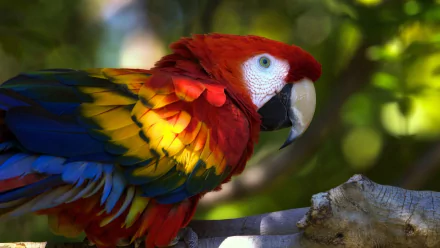 HD PC desktop wallpaper featuring a vibrant scarlet macaw with striking red, yellow, and blue feathers against a blurred green natural background.