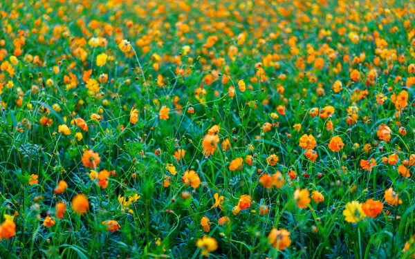 nature Cosmos (Plant) HD Desktop Wallpaper | Background Image