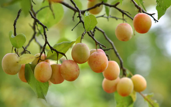 food apricot HD Desktop Wallpaper | Background Image