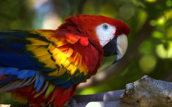 Animal scarlet macaw HD Desktop Wallpaper | Background Image
