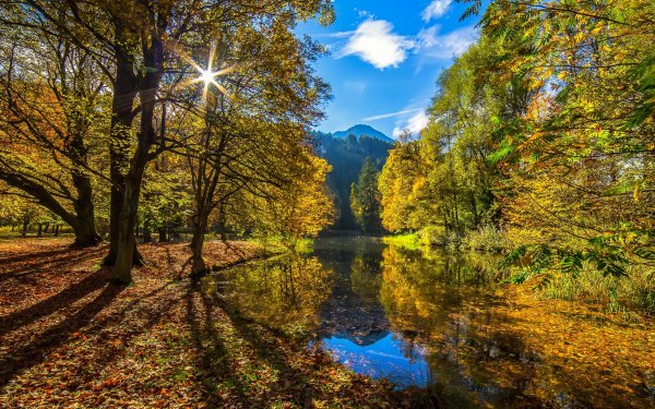 Nature Fall Landscape Tree Tyrol Austria HD Wallpaper | Background Image